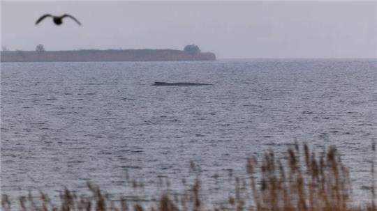 Der Buckelwal atmet inzwischen schwächer.
