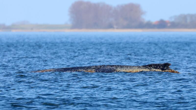 Der Buckelwal braucht Ruhe. Er lebt noch, aber er hat sich nicht wegbewegt.