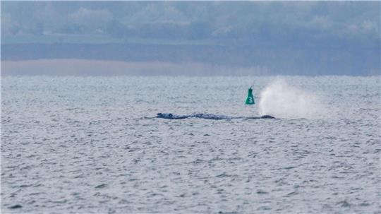 Der Buckelwal ist am frühen Montagmorgen bei steigendem Wasserstand plötzlich von selbst losgeschwommen. Nach rund zwei Stunden stoppte er aber wieder.