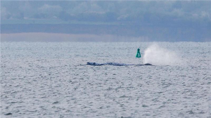 Der Buckelwal ist am frühen Morgen bei steigendem Wasserstand plötzlich von selbst losgeschwommen. Nach rund zwei Stunden stoppte er aber wieder.