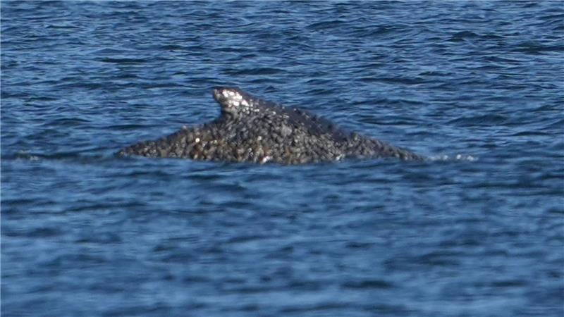 Der Buckelwal konnte sich befreien und schwimmt nun in der Lübecker Bucht.