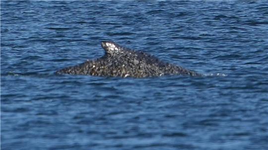 Der Buckelwal konnte sich befreien und schwimmt nun in der Lübecker Bucht.