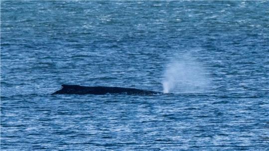 Der Buckelwal lag zuletzt vor der Insel Poel. (Archivbild) 