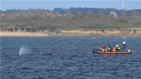 Der Buckelwal liegt am Nachmittag in der Bucht vor Wismar. 