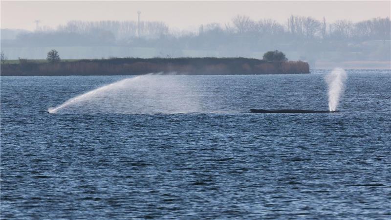 Der Buckelwal liegt am frühen Vormittag noch immer auf einer Sandbank vor der Insel Poel. 