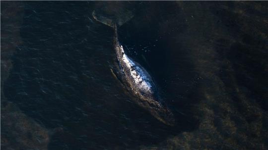 Der Buckelwal liegt in einer ausgespülten Wanne vor der Insel Poel.