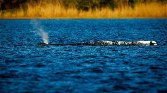 Der Buckelwal liegt unverändert im Flachwasser vor der Insel Poel.