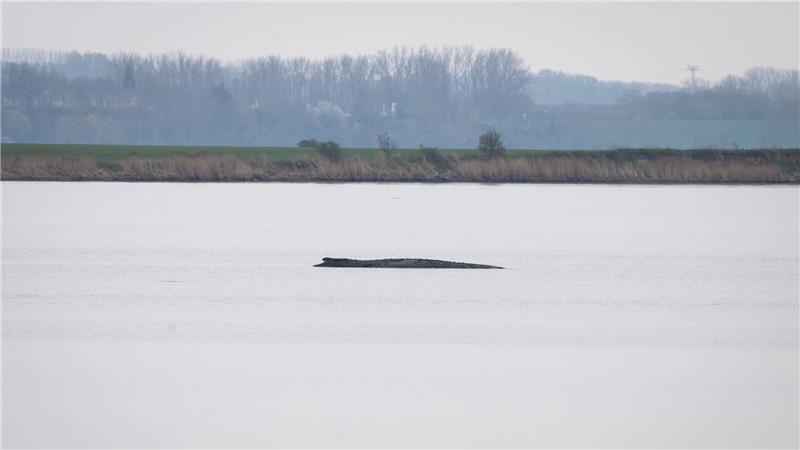 Demos & Connor im Shitstorm: Woher kommt die Wut um den Wal? Der Buckelwal liegt vor der Insel Poel.