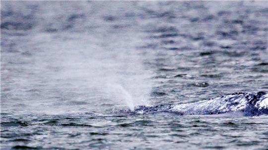 Der Buckelwal liegt vor der Insel Poel seit Tagen an der gleichen Stelle und bläst Atemluft aus.