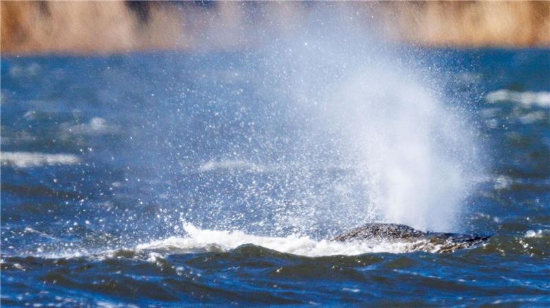 Der Buckelwal liegt vor der Insel Poel und bläst Atemluft aus. 