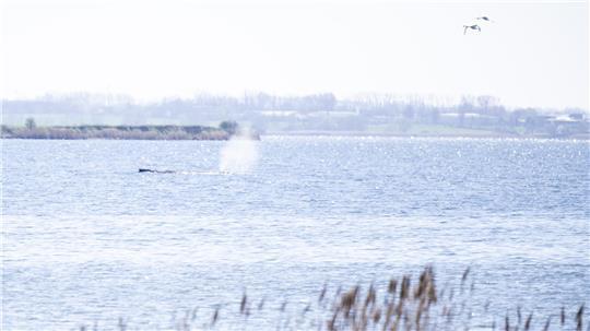Der Buckelwal stößt Atemluft aus. Der gestrandete Wal liegt weiterhin vor der Insel Poel.