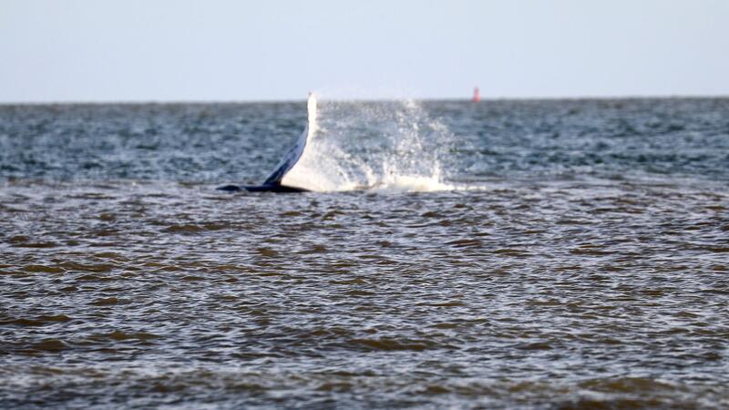 Der Buckelwal tauchte rund 200 Meter entfernt vom Norderneyer Weststrand auf. (Foto aktuell) 