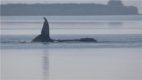 Der Buckelwal vor der Insel Poel schlägt am Morgen mit seiner Schwanzflosse. Die Rettungsaktion ist in vollem Gange.