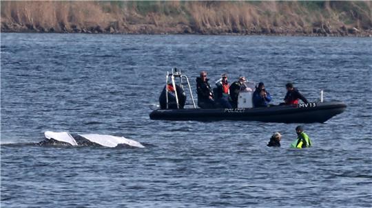 Der Buckelwal vor der Insel Poel schlägt am Morgen mit seiner Schwanzflosse. Die Rettungsaktion ist in vollem Gange.