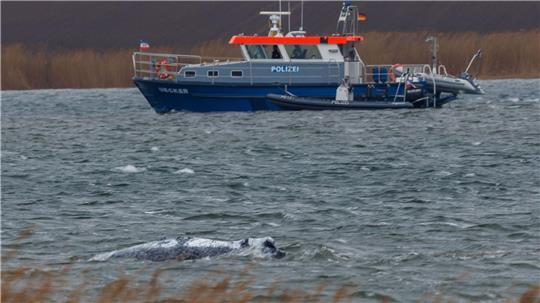 Der Buckelwal vor der Insel Poel schwimmt frei. 