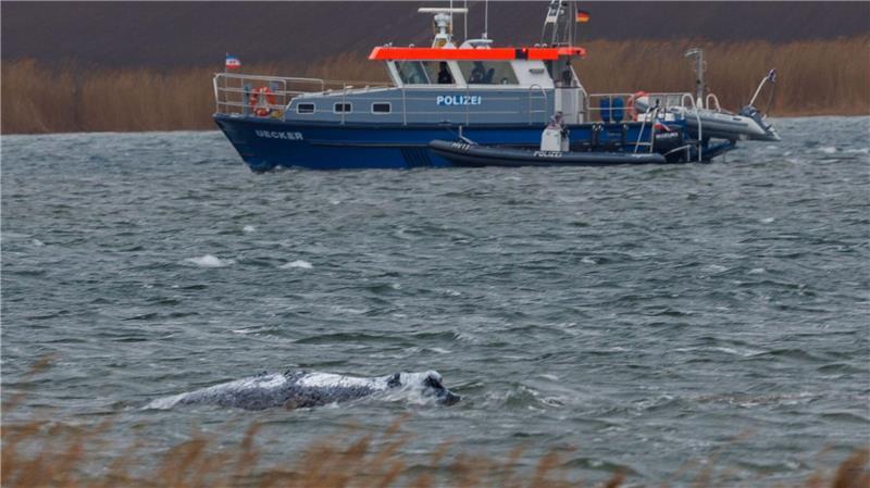 Der Buckelwal vor der Insel Poel schwimmt frei.