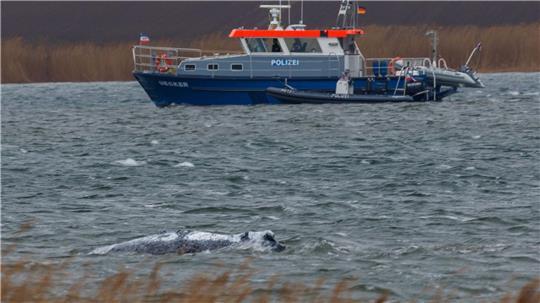 Der Buckelwal vor der Insel Poel schwimmt frei.