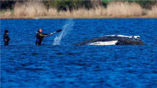 Der Buckelwal vor der Insel Poel schwimmt frei.