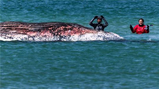 Der Buckelwal vor der dänischen Insel Anholt  soll auf das Festland gezogen werden. (Archivbild)