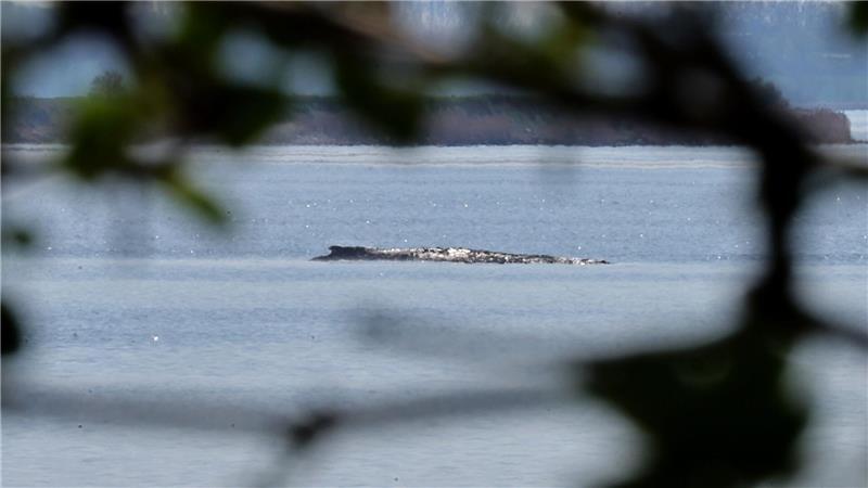 Der Buckelwal war auch am Mittwoch deutlich zu hören.