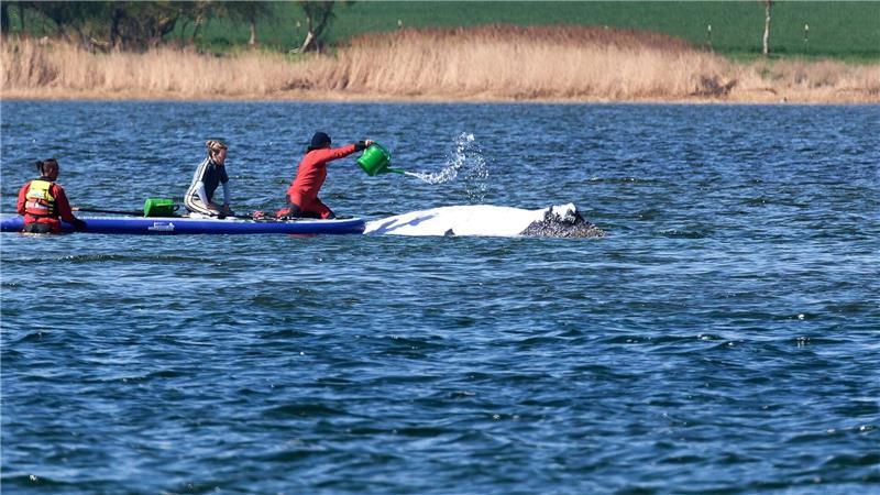 Der Buckelwal wird von Helfern vor der Insel Poel mit Wasser aus einer Gießkanne bespritzt.