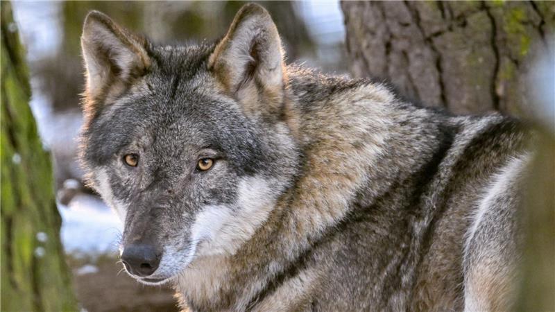 Der Bundesrat stimmte der Aufnahme des Wolfes als jagdbare Tierart in das Bundesjagdgesetz zu.