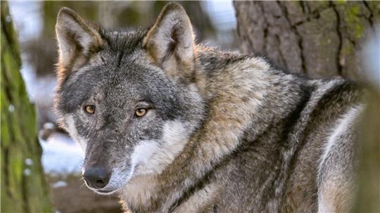 Der Bundesrat stimmte der Aufnahme des Wolfes als jagdbare Tierart in das Bundesjagdgesetz zu.