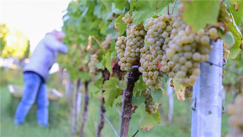 Der Chardonnay-Anbau hat 2025 unter den konventionellen Rebsorten am stärksten zugelegt. (Archivbild)