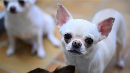 Der Chihuahua konnte nur noch tot nach Hause gebracht werden. (Symbolbild)