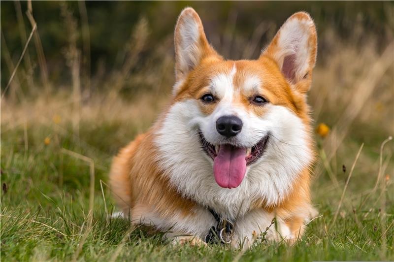 Natureum lädt zum Tag des Hundes ein Der Corgi ist eine Hunderasse aus Wales und wird als Wachhund eingesetzt. Foto: Natureum