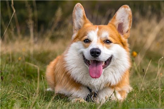 Der Corgi ist eine Hunderasse aus Wales und wird als Wachhund eingesetzt. Foto: Natureum