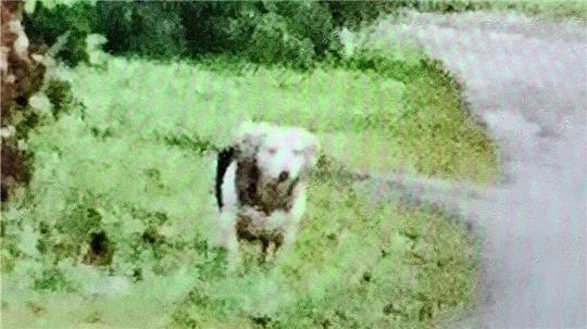 Der Dackel-Terrier-Mischling namens Dingo wurde gefunden. Foto: Renken