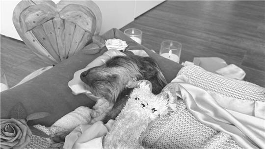 Der Dackel erlag am 24. Februar seinen Verletzungen.