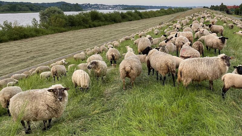 Der Deich in Hinterbrack soll 2025 erhöht werden. Das artenreiche Gras ist ein Problem.