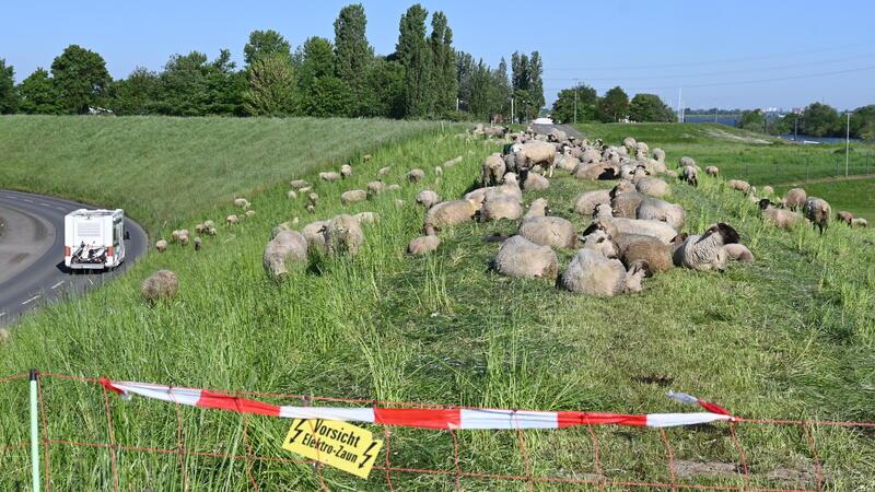 Der Deichschäfer der I. Meile Altenlandes will 2025 aufgeben.