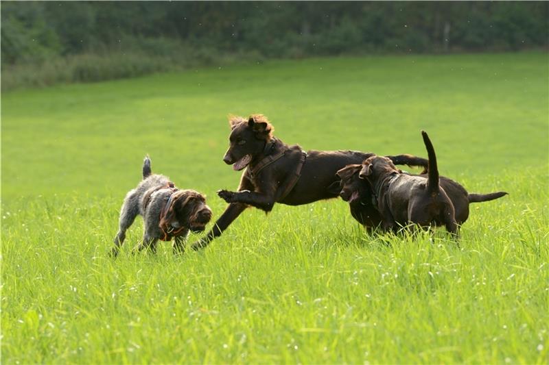 Wie sage ich es meinem Jagdhund? Der Deutsch Drahthaar Thori (links) und der Deutsch Langhaar Maico beim freien Spiel nach dem Ende der Hundeschule für die Youngsters.