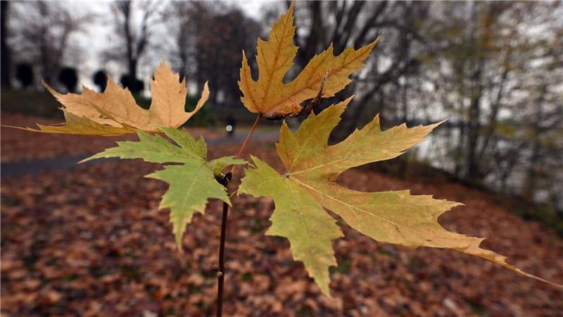 Der Deutsche Wetterdienst gibt seine Bilanz für den Herbst bekannt. (Symbolbild)