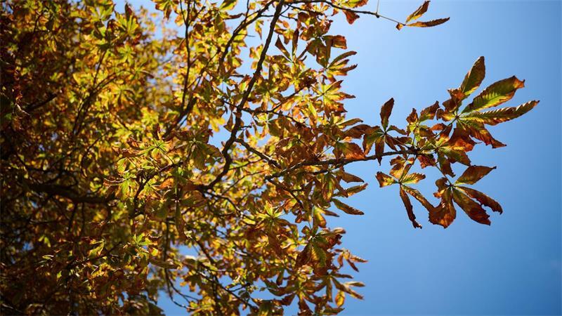 Der Deutsche Wetterdienst sagt für Montag und Mittwoch freundlicheres Herbstwetter vorher. 