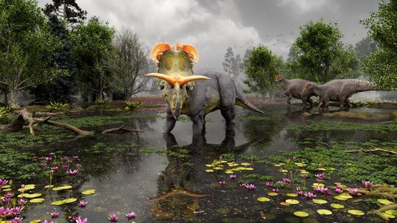 Ausgefallene Deko: Dino mit besonderem Hornschmuck entdeckt Der Dinosaurier mit seinen auffälligen Hörnern soll vor 78 Millionen Jahren durch Nordamerika gestreift sein.