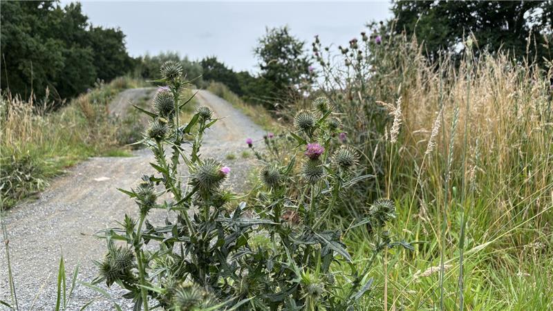 Der Dirtbike-Park ist stark mit Gras und Blühpflanzen bewachsen.