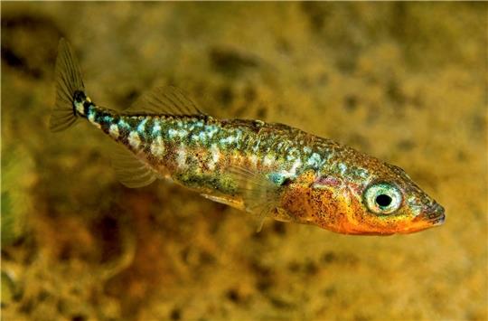 Der Dreistachlige Stichling wurde 2018 zum Fisch des Jahres 2018 gewählt. Foto: DAFV/Herbert Frei/dpa