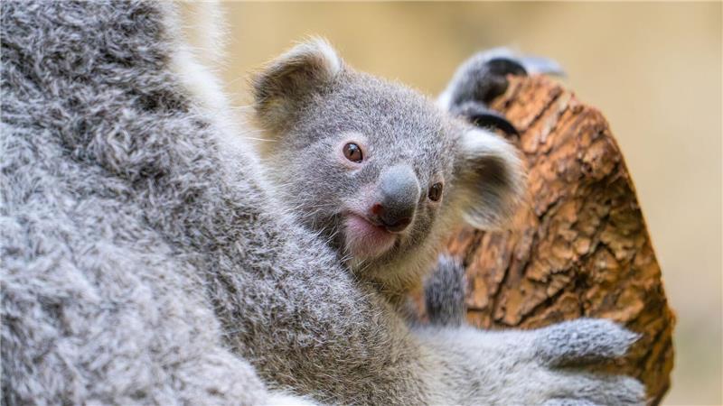 Koala-Baby im Duisburger Zoo heißt Yoorana Der Duisburger Zoo ist bekannt für seine Koala-Haltung.