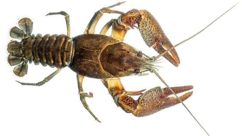 Der Edelkrebs (Astacus astacus) ist der größte heimische Vertreter aller Großkrebse in Mittel- und Nordeuropa und in Niedersachsen die einzig ursprünglich vorkommende Art. Heute ist er akut vom Aussterben bedroht.