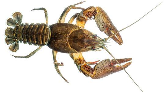 Der Edelkrebs (Astacus astacus) ist der größte heimische Vertreter aller Großkrebse in Mittel- und Nordeuropa und in Niedersachsen die einzig ursprünglich vorkommende Art. Heute ist er akut vom Aussterben bedroht.