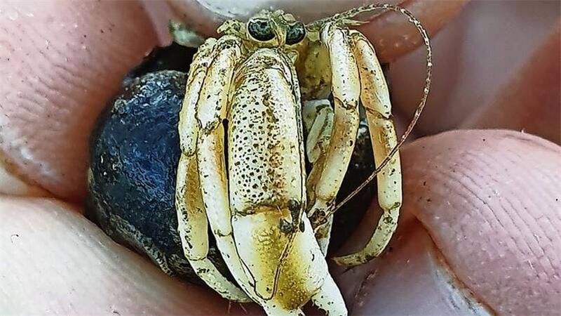 Der Einwanderer ist klein, hat aber eine verhältnismäßig große Schere.