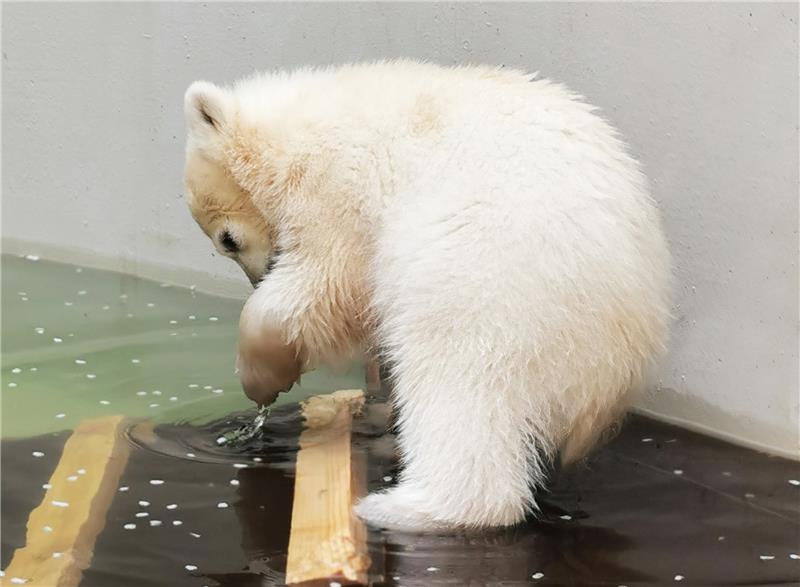 Der Eisbärennachwuchs hat Anfang Juni 2023 zum ersten Mal den Sprung ins kalte Wasser des Eismeeres gewagt. Die kleine Eisbärin war Mitte Dezember im Hamburger Zoo zur Welt gekommen. Foto: Tierpark Hagenbeck/dpa