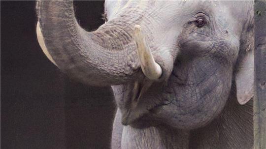 Der Elefantenbulle Maurice ist aus den Niederlanden angereist und wohnt nun im Hamburger Tierpark Hagenbeck.