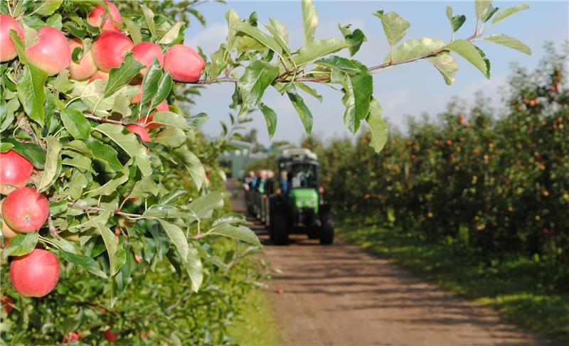 Der Elstar dominiert in den Apfelplantagen , gefolgt von Jonagold und Braeburn. Foto Vasel