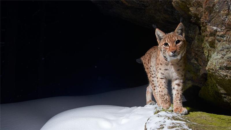 WWF-Bericht: Igeln geht es schlechter, Seeadlern besser Der Eurasische Luchs erhält durch Auswilderungen in Baden-Württemberg und durch ein 2024 neu gestartetes Projekt in Thüringen neuen Zuwachs. (Handout)