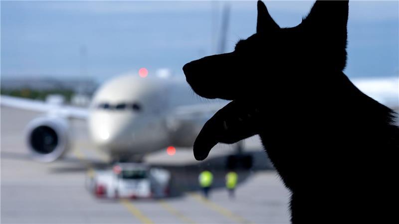 Hund bei Flugreise verloren - Entschädigung wie bei Gepäck Der Europäische Gerichtshof urteilte zum Schadenersatz wegen eines verlorenen Haustiers auf einer Flugreise. (Symbolbild)